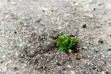 Small and green plant grows through urban asphalt ground. Power of nature.Green plant growing from crack in asphalt on road