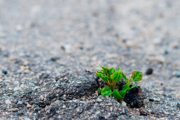 Small and green plant grows through urban asphalt ground. Power of nature.Green plant growing from crack in asphalt on road