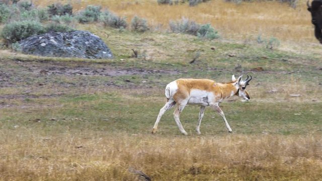 A Strolling Pronghorn in Yellowstone National Park