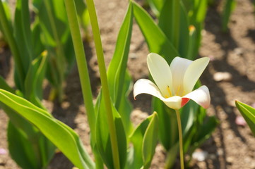 小さいチューリップ