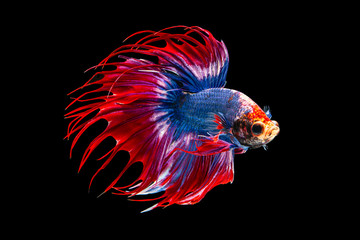 The moving moment beautiful of siamese betta fish or fancy splendens fighting fish in thailand on black background. Thailand called Pla-kad or crown tail fish.