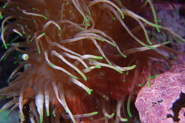 Anémone de mer