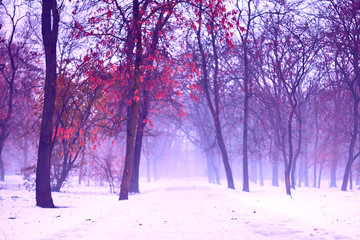 Creepy and foggy winter landscape in snowy park, with abandoned path. Moody, gloomy, dull, romantic atmosphere of faded nature, in violet colors . Outdoors, selective focus, copy space.