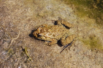 Crapaud