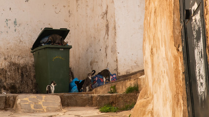 Cats scavenge from trash bin in Algiers, Algeria