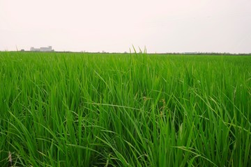 paddy field