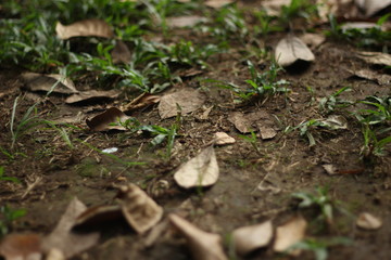 Soil with dead leaf
