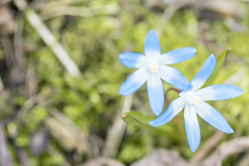 Blooming flowers - beautiful flower isolated on bokeh background