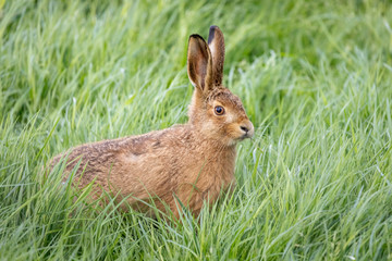 wild hare in field of long grass