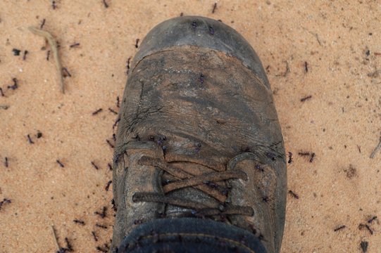 Ants attacking a person in boots
