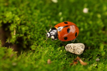 Путешествие