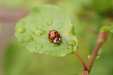 Naklejka premium Отдых