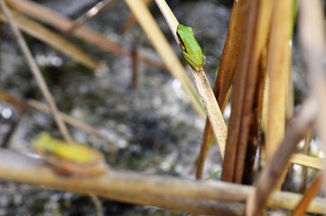 Slender Tree Frog taken on the Moore River, Western Australia