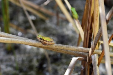Slender Tree Frog taken on the Moore River, Western Australia