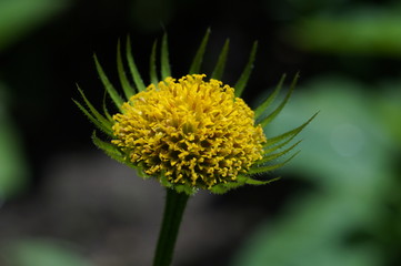 После цветения