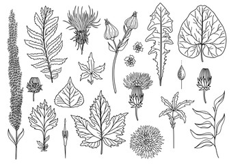 Vector Set of Art Foliage Natural Leaves Herbs. Objects Wildlife. Decorative Isolated Objects. Illustration For Design