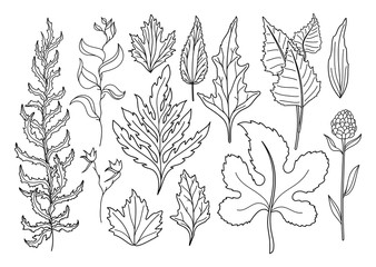 Fototapeta premium Vector Set of Art Foliage Natural Leaves Herbs. Objects Wildlife. Decorative Isolated Objects. Illustration For Design