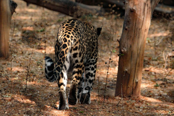 leopard in a tree