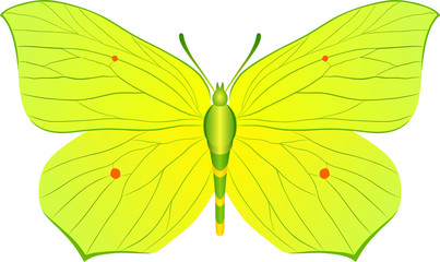 Gonepteryx rhamni yellow butterfly image for web design and print
