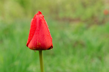Small red tulip on the green background