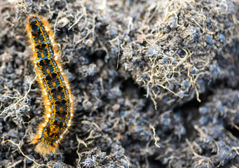 Caterpillar - black and orange and yellow caterpillar ready to turn into a butterfly