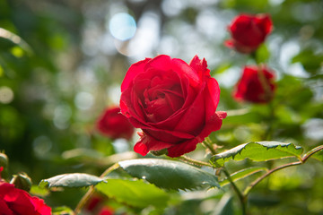 Red rose is in the sunlight in summer morning garden. Background