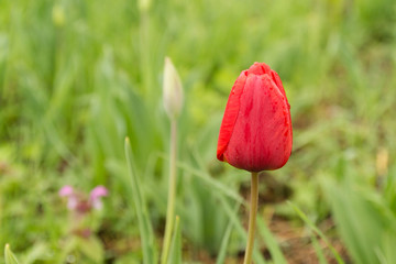 Small red tulip on the green background