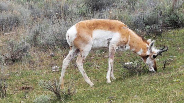 Pronghorn Grazing in Yellowstone National Park in 4K