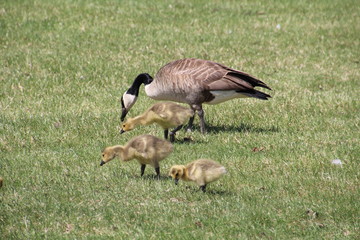 Mother Goose With Her Young, William Hawrelak Park, Edmonton, Alberta