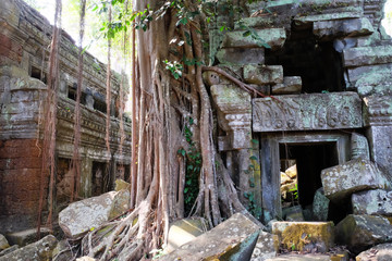 Ancient dilapidated buildings in the rainforest. Trees grow near abandoned buildings of the Khmer...