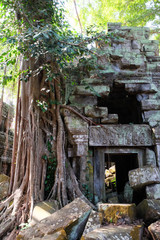 Ancient dilapidated buildings in the rainforest. Trees grow near abandoned buildings of the Khmer...