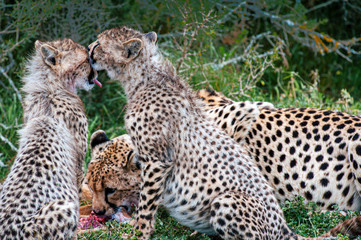 Famiglia di Ghepardi, Sud Africa