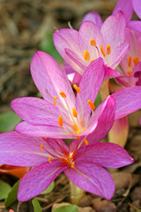Meadow saffron (Colchicum autumnale)