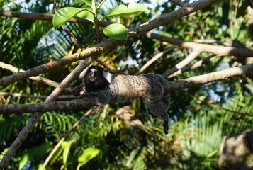 Marmoset