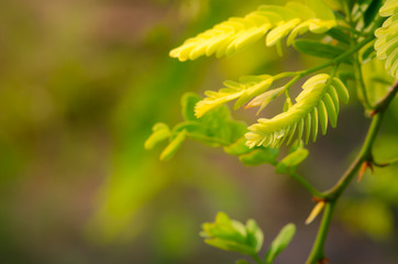 field of green tree and sunlight in morning time.