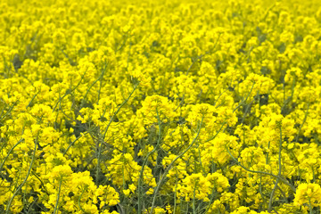 Yellow field of blooming raps.
