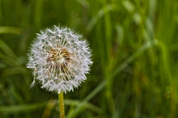 Close up photo of a dandelion against a blurred background of green grass.