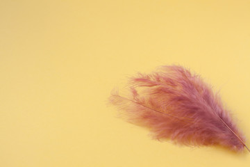 pink feathers on yellow background