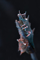 Two Dragon Shrimps (Miropandalus hardingi). Underwater macro photography from Anilao, Philippines