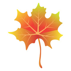 maple leaf on white background