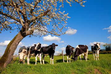 Vache dans les champs au printemps