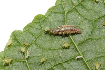 Chrysopidae lacewing larva on a green leaf eating an aphid
