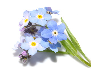 Close-up on the blue wildflower woodland Forget-me-not isolated on white background