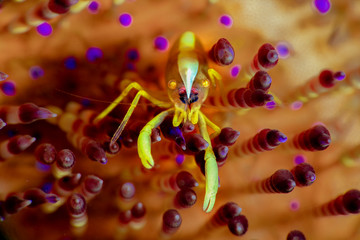 Small commensal shrimp Allopontonia brockii on the urchin. Underwater macro photography from Anilao, Philippines
