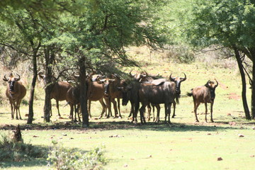 Obraz na płótnie Canvas Bluewildebeest Herd