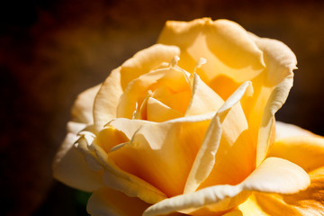 una sola rosa grande en color amarillo con fondo oscuro