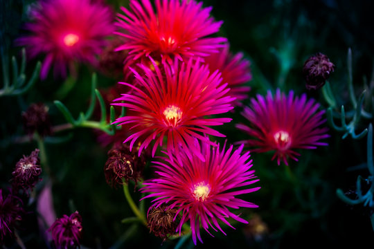 planta rastrera  de jard&iacute;n, Lamparuntus, u&ntilde;a de gato, de color purpura