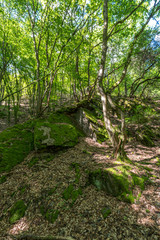 Wandern im oberen Mittelrheingebiet