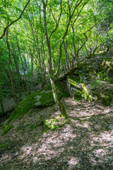 Wandern im oberen Mittelrheingebiet