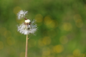 Closeup dandelion that unleashes its seeds